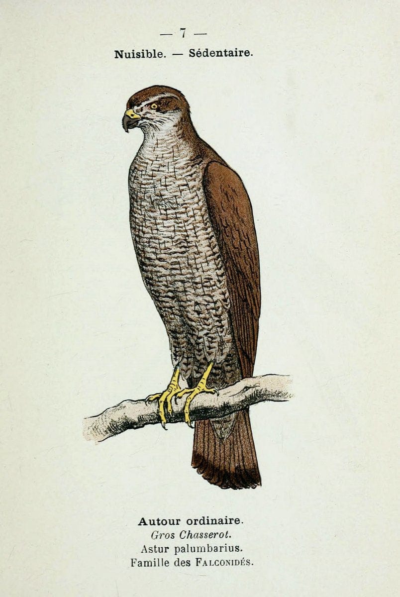 Atlas de poche des oiseaux de France, Suisse, et Belgique, utiles ou nuisibles :.Paris : | Atlases Belgium Birds France Switzerland | Vintage Print Reproduction 458723
