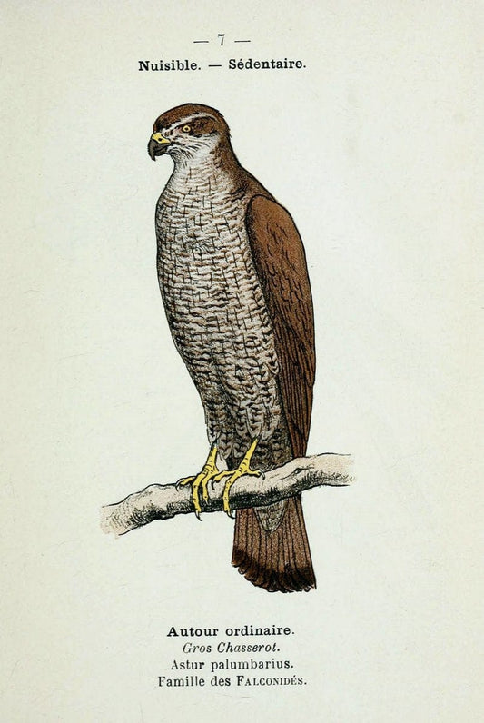 Atlas de poche des oiseaux de France, Suisse, et Belgique, utiles ou nuisibles :.Paris : | Atlases Belgium Birds France Switzerland | Vintage Print Reproduction 458723