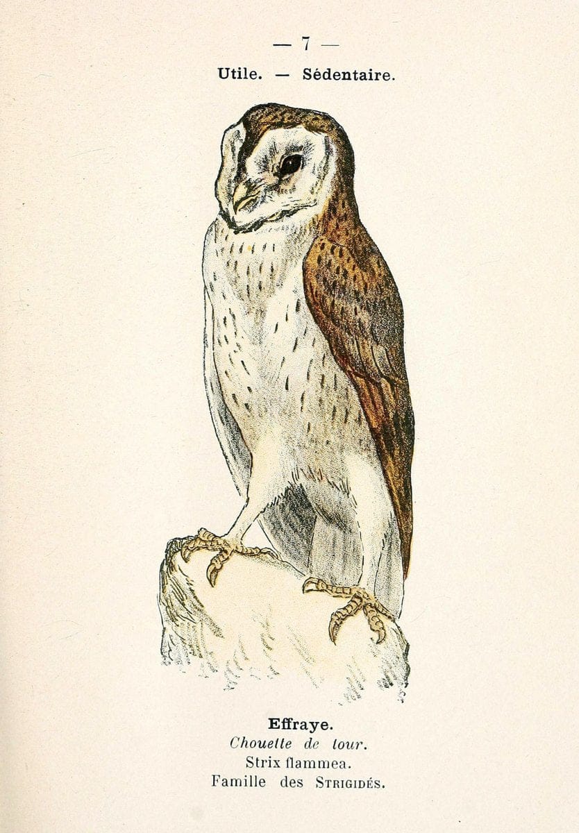 Atlas de poche des oiseaux de France, Suisse, et Belgique, utiles ou nuisibles. ser.1Par | Atlases Belgium Birds France Switzerland SIL | Vintage Print Reproduction 458724