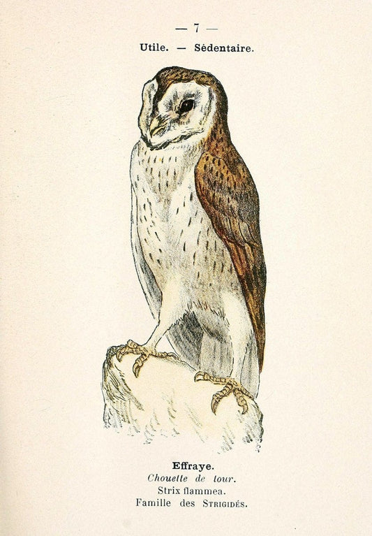 Atlas de poche des oiseaux de France, Suisse, et Belgique, utiles ou nuisibles. ser.1Par | Atlases Belgium Birds France Switzerland SIL | Vintage Print Reproduction 458724