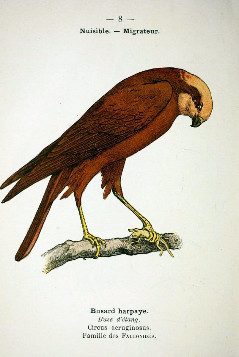 Atlas de poche des oiseaux de France, Suisse, et Belgique, utiles ou nuisibles :.Paris : | Atlases Belgium Birds France Switzerland | Vintage Print Reproduction 458725