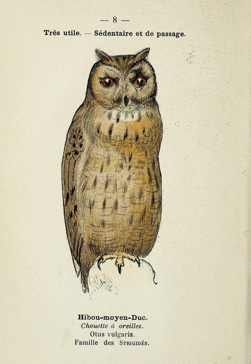 Atlas de poche des oiseaux de France, Suisse, et Belgique, utiles ou nuisibles. ser.1Par | Atlases Belgium Birds France Switzerland SIL | Vintage Print Reproduction 458726