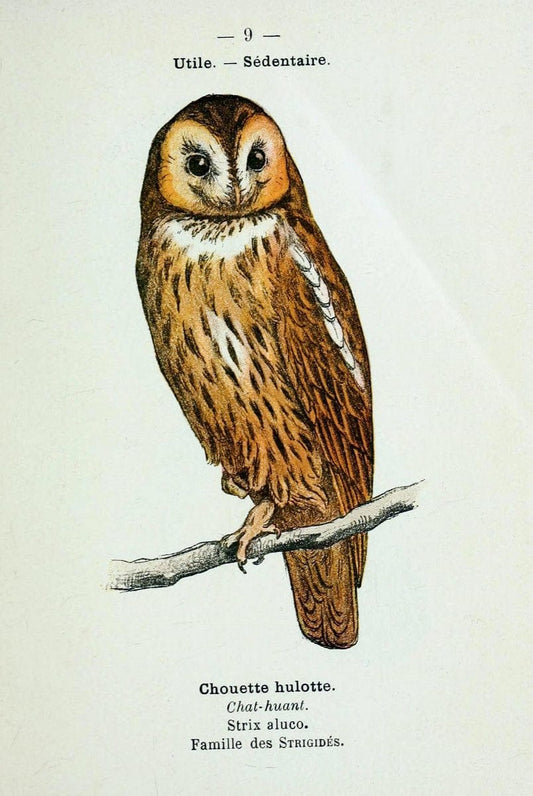 Atlas de poche des oiseaux de France, Suisse, et Belgique, utiles ou nuisibles :.Paris : | Atlases Belgium Birds France Switzerland | Vintage Print Reproduction 458727