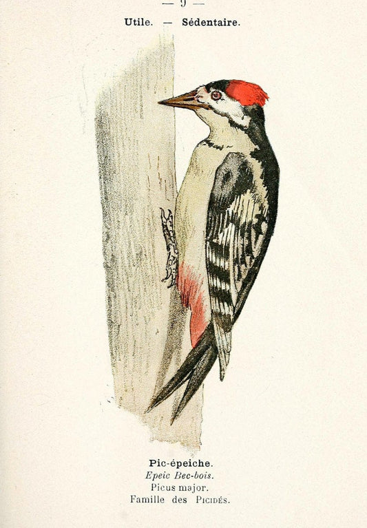 Atlas de poche des oiseaux de France, Suisse, et Belgique, utiles ou nuisibles. ser.1Par | Atlases Belgium Birds France Switzerland SIL | Vintage Print Reproduction 458728