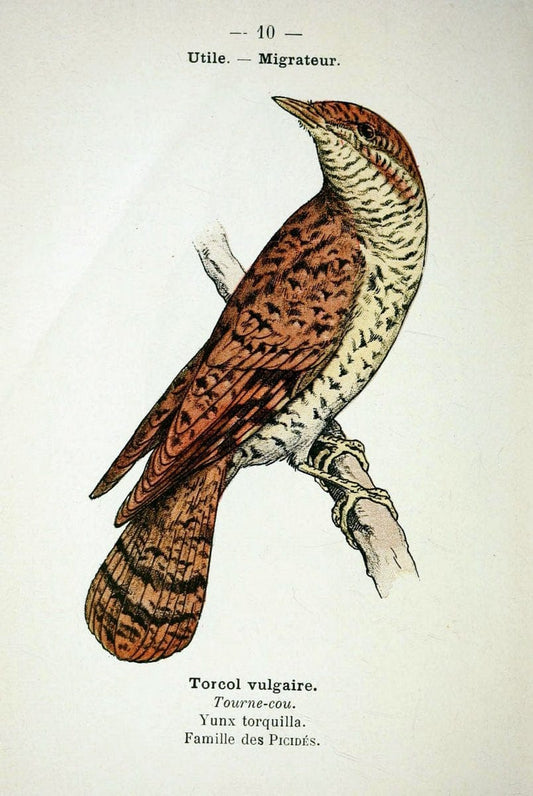 Atlas de poche des oiseaux de France, Suisse, et Belgique, utiles ou nuisibles :.Paris : | Atlases Belgium Birds France Switzerland | Vintage Print Reproduction 458729