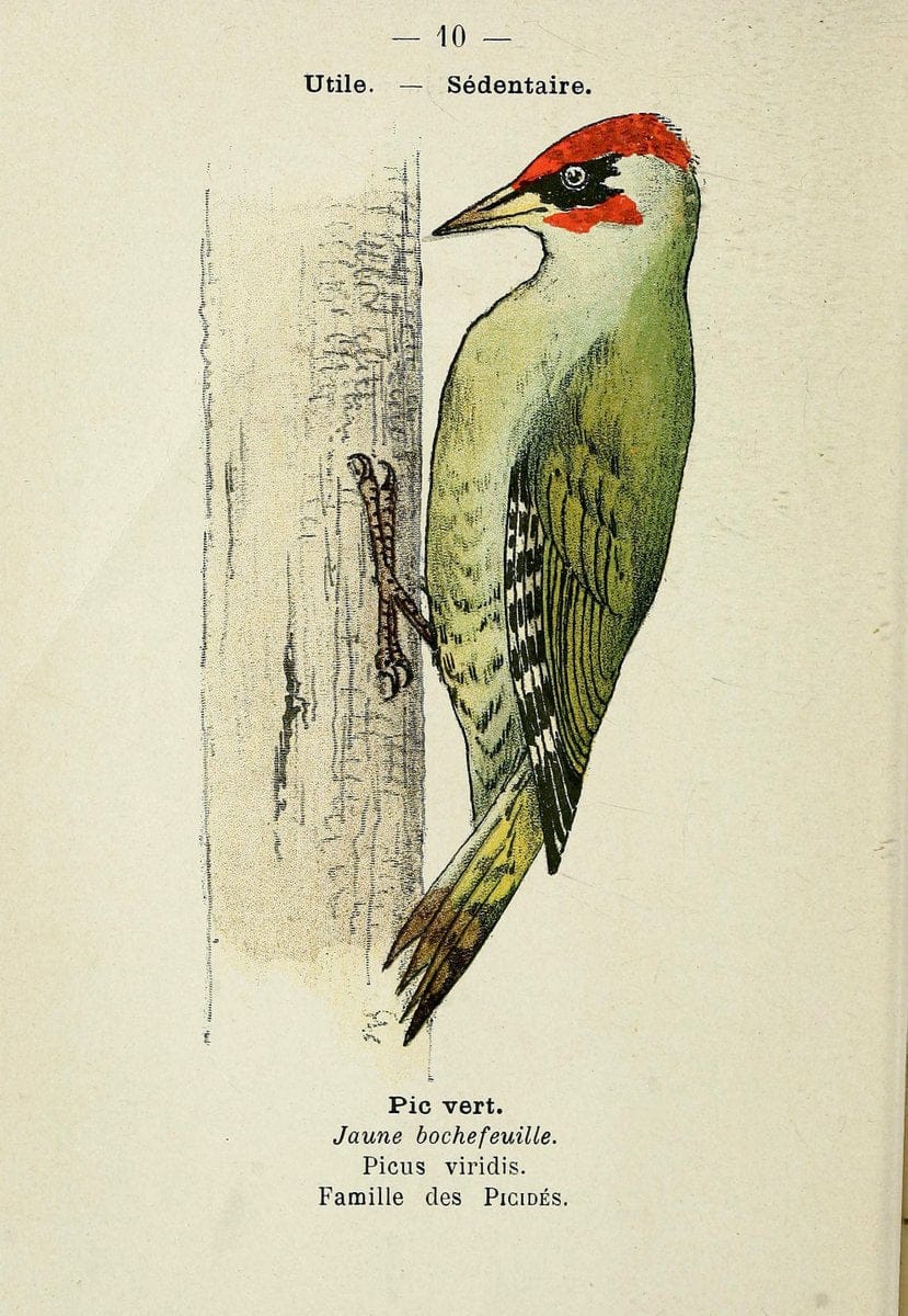 Atlas de poche des oiseaux de France, Suisse, et Belgique, utiles ou nuisibles. ser.1Par | Atlases Belgium Birds France Switzerland SIL | Vintage Print Reproduction 458730
