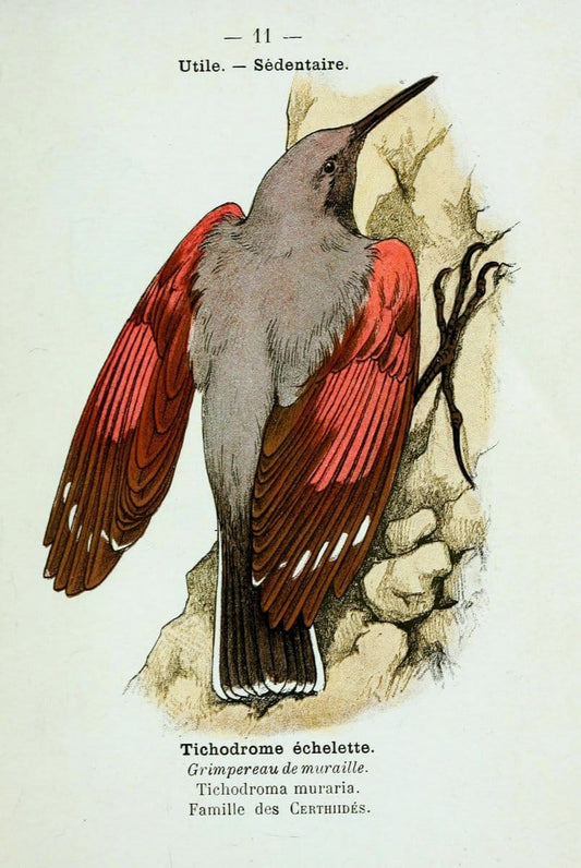 Atlas de poche des oiseaux de France, Suisse, et Belgique, utiles ou nuisibles :.Paris : | Atlases Belgium Birds France Switzerland | Vintage Print Reproduction 458731