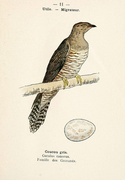 Atlas de poche des oiseaux de France, Suisse, et Belgique, utiles ou nuisibles. ser.1Par | Atlases Belgium Birds France Switzerland SIL | Vintage Print Reproduction 458732