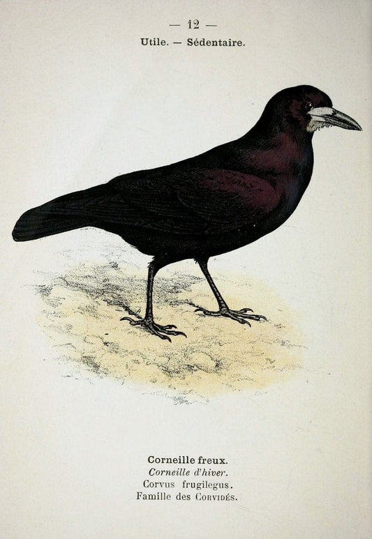 Atlas de poche des oiseaux de France, Suisse, et Belgique, utiles ou nuisibles :.Paris : | Atlases Belgium Birds France Switzerland | Vintage Print Reproduction 458733