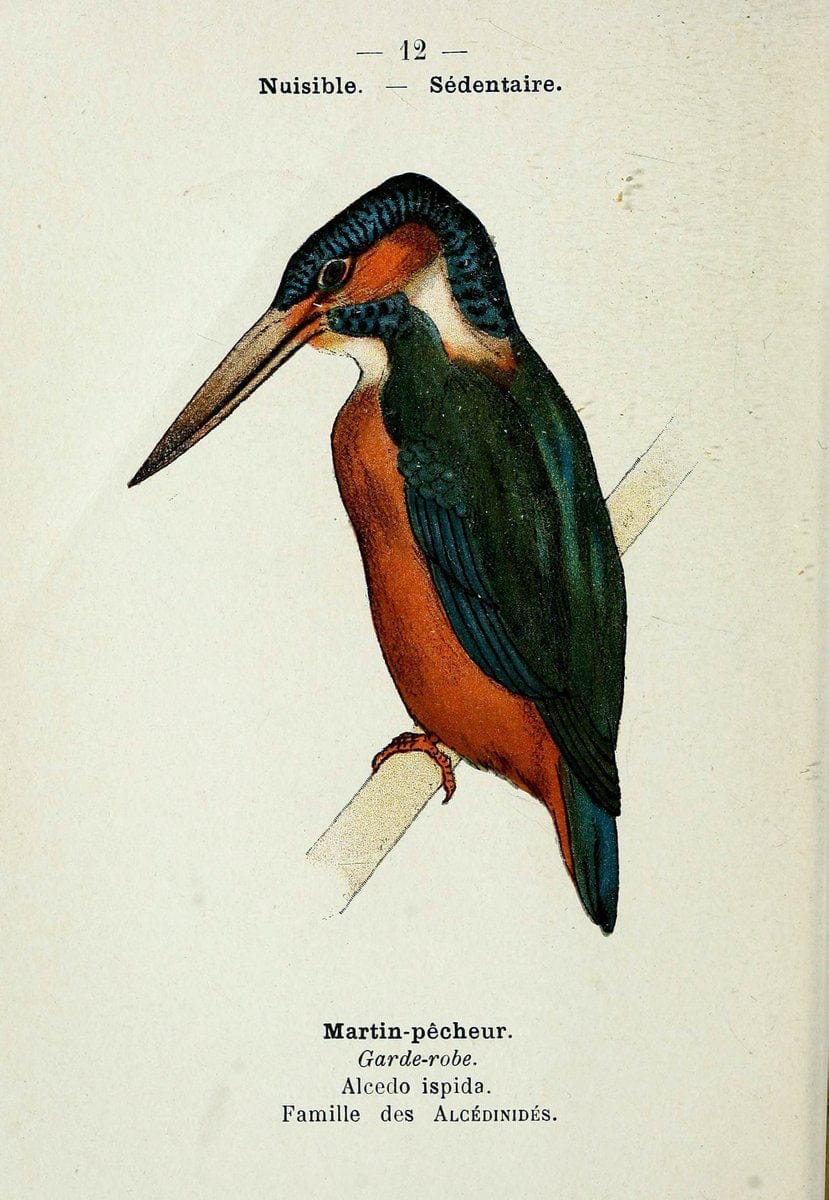 Atlas de poche des oiseaux de France, Suisse, et Belgique, utiles ou nuisibles. ser.1Par | Atlases Belgium Birds France Switzerland SIL | Vintage Print Reproduction 458734