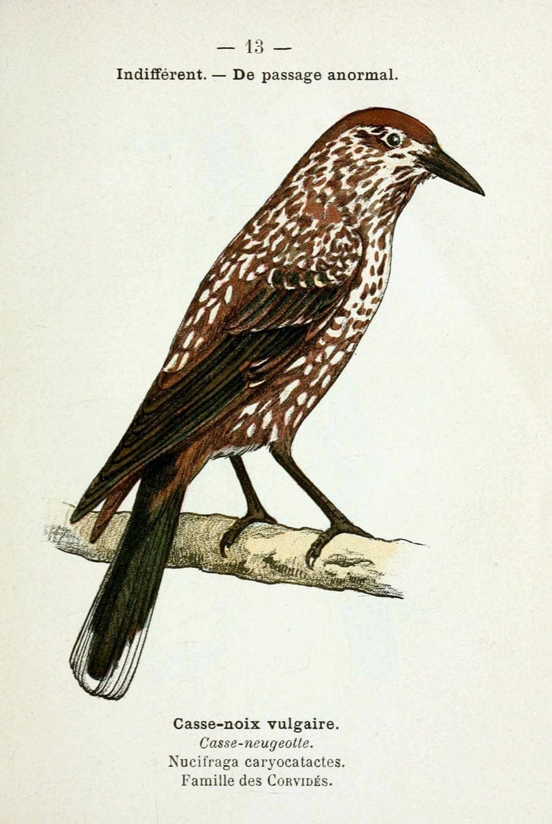 Atlas de poche des oiseaux de France, Suisse, et Belgique, utiles ou nuisibles :.Paris : | Atlases Belgium Birds France Switzerland | Vintage Print Reproduction 458735