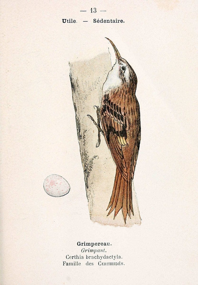 Atlas de poche des oiseaux de France, Suisse, et Belgique, utiles ou nuisibles. ser.1Par | Atlases Belgium Birds France Switzerland SIL | Vintage Print Reproduction 458736