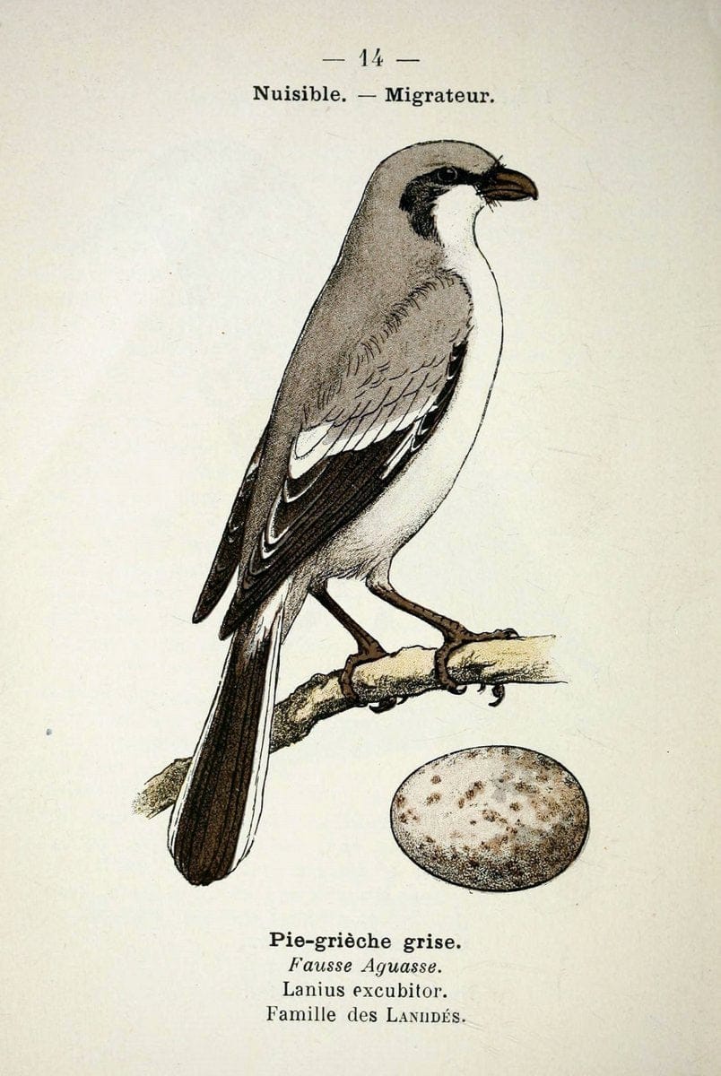 Atlas de poche des oiseaux de France, Suisse, et Belgique, utiles ou nuisibles :.Paris : | Atlases Belgium Birds France Switzerland | Vintage Print Reproduction 458737
