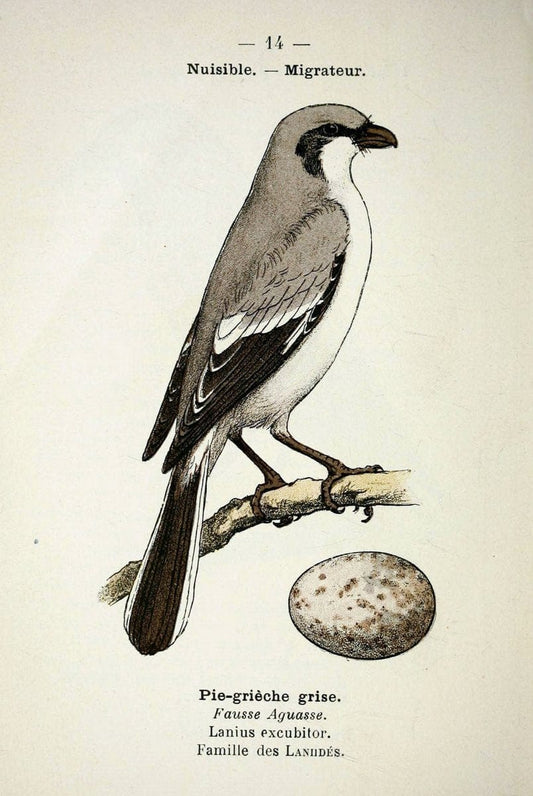 Atlas de poche des oiseaux de France, Suisse, et Belgique, utiles ou nuisibles :.Paris : | Atlases Belgium Birds France Switzerland | Vintage Print Reproduction 458737