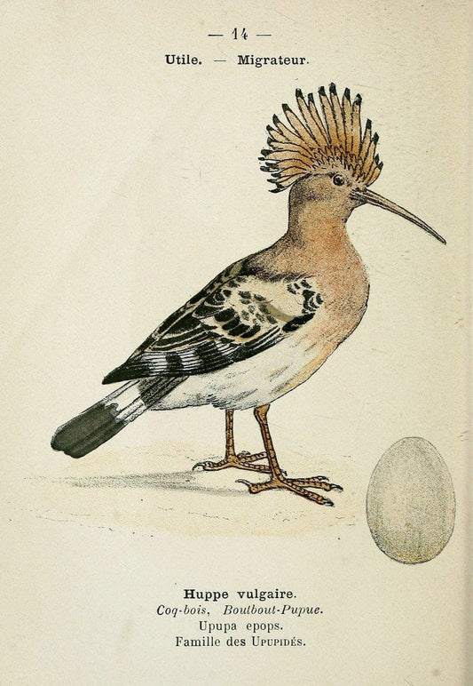 Atlas de poche des oiseaux de France, Suisse, et Belgique, utiles ou nuisibles. ser.1Par | Atlases Belgium Birds France Switzerland SIL | Vintage Print Reproduction 458738