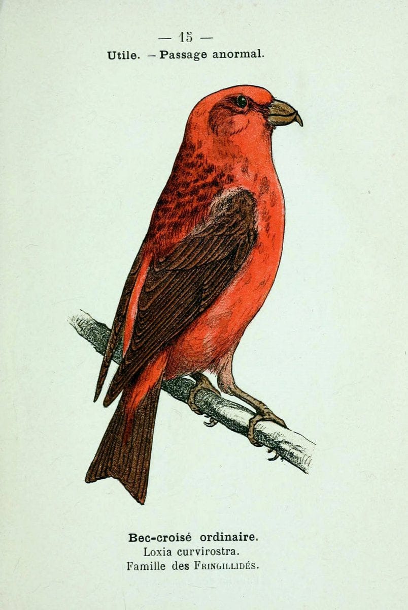 Atlas de poche des oiseaux de France, Suisse, et Belgique, utiles ou nuisibles :.Paris : | Atlases Belgium Birds France Switzerland | Vintage Print Reproduction 458739