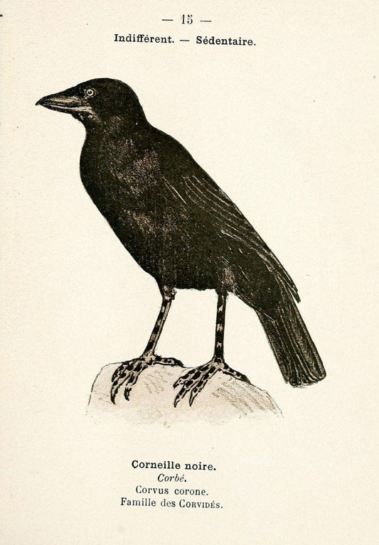 Atlas de poche des oiseaux de France, Suisse, et Belgique, utiles ou nuisibles. ser.1Par | Atlases Belgium Birds France Switzerland SIL | Vintage Print Reproduction 458740