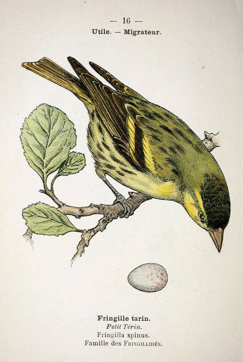 Atlas de poche des oiseaux de France, Suisse, et Belgique, utiles ou nuisibles :.Paris : | Atlases Belgium Birds France Switzerland | Vintage Print Reproduction 458741