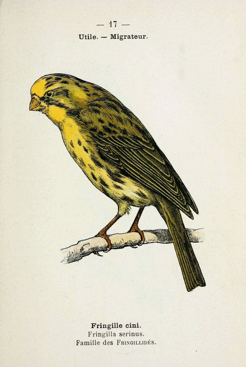 Atlas de poche des oiseaux de France, Suisse, et Belgique, utiles ou nuisibles :.Paris : | Atlases Belgium Birds France Switzerland | Vintage Print Reproduction 458743