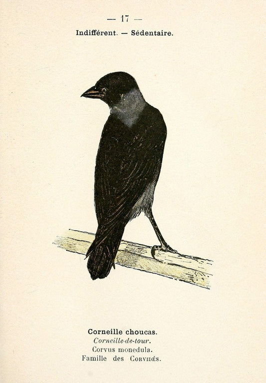 Atlas de poche des oiseaux de France, Suisse, et Belgique, utiles ou nuisibles. ser.1Par | Atlases Belgium Birds France Switzerland SIL | Vintage Print Reproduction 458744