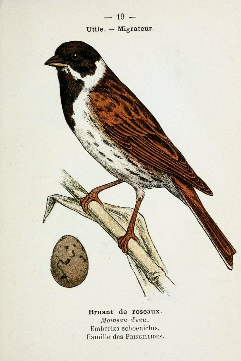 Atlas de poche des oiseaux de France, Suisse, et Belgique, utiles ou nuisibles :.Paris : | Atlases Belgium Birds France Switzerland | Vintage Print Reproduction 458747
