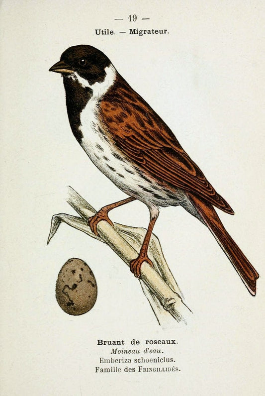 Atlas de poche des oiseaux de France, Suisse, et Belgique, utiles ou nuisibles :.Paris : | Atlases Belgium Birds France Switzerland | Vintage Print Reproduction 458747