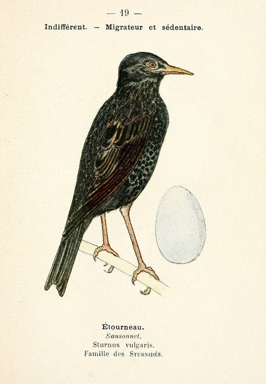 Atlas de poche des oiseaux de France, Suisse, et Belgique, utiles ou nuisibles. ser.1Par | Atlases Belgium Birds France Switzerland SIL | Vintage Print Reproduction 458748