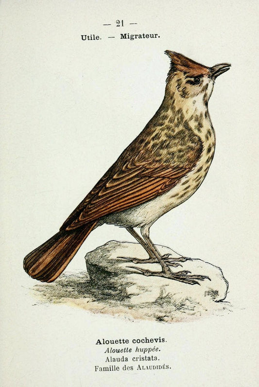 Atlas de poche des oiseaux de France, Suisse, et Belgique, utiles ou nuisibles :.Paris : | Atlases Belgium Birds France Switzerland | Vintage Print Reproduction 458751