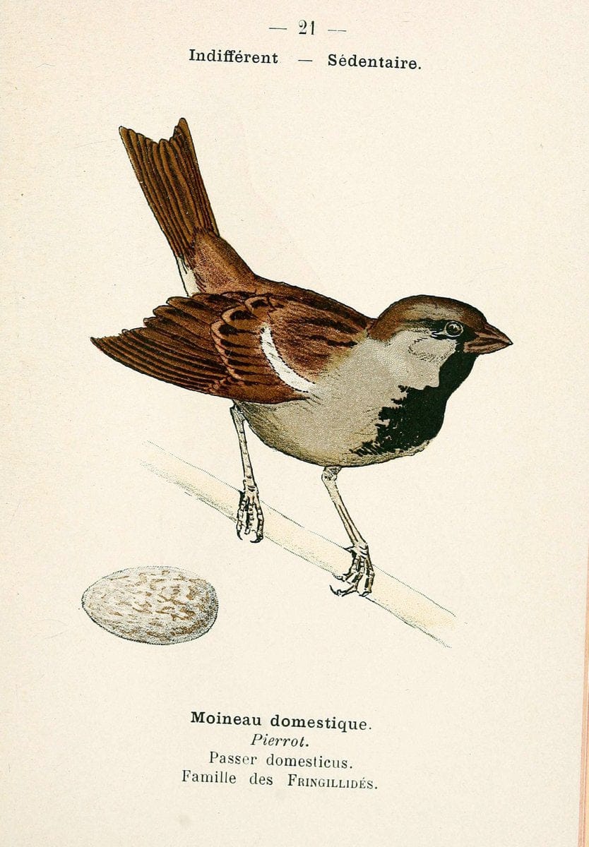 Atlas de poche des oiseaux de France, Suisse, et Belgique, utiles ou nuisibles. ser.1Par | Atlases Belgium Birds France Switzerland SIL | Vintage Print Reproduction 458752