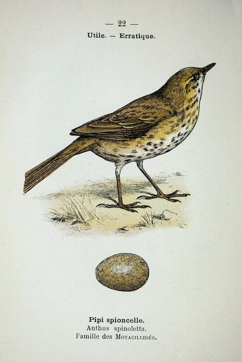 Atlas de poche des oiseaux de France, Suisse, et Belgique, utiles ou nuisibles :.Paris : | Atlases Belgium Birds France Switzerland | Vintage Print Reproduction 458753