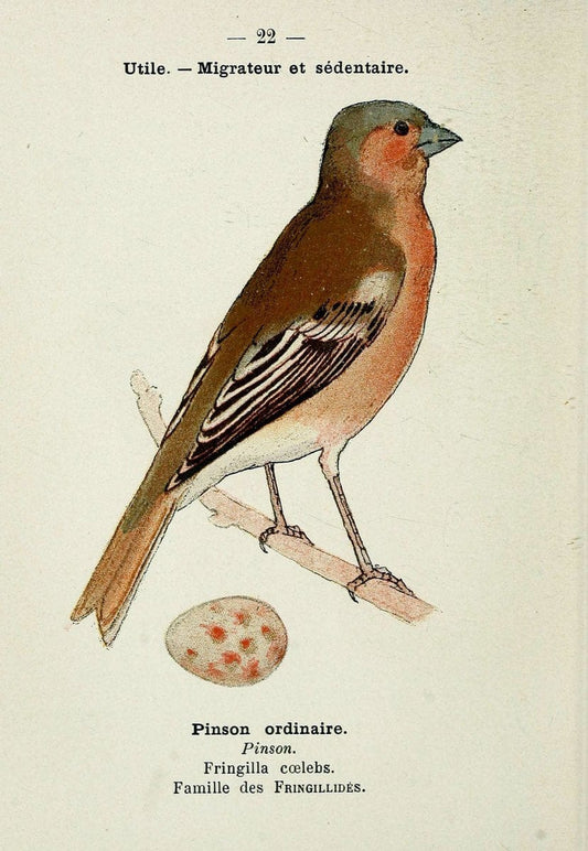 Atlas de poche des oiseaux de France, Suisse, et Belgique, utiles ou nuisibles. ser.1Par | Atlases Belgium Birds France Switzerland SIL | Vintage Print Reproduction 458754