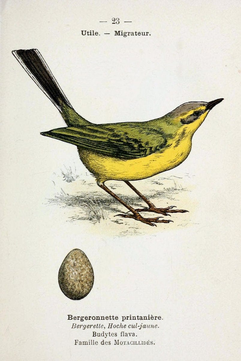 Atlas de poche des oiseaux de France, Suisse, et Belgique, utiles ou nuisibles :.Paris : | Atlases Belgium Birds France Switzerland | Vintage Print Reproduction 458755