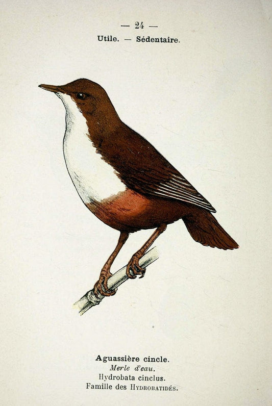 Atlas de poche des oiseaux de France, Suisse, et Belgique, utiles ou nuisibles :.Paris : | Atlases Belgium Birds France Switzerland | Vintage Print Reproduction 458757