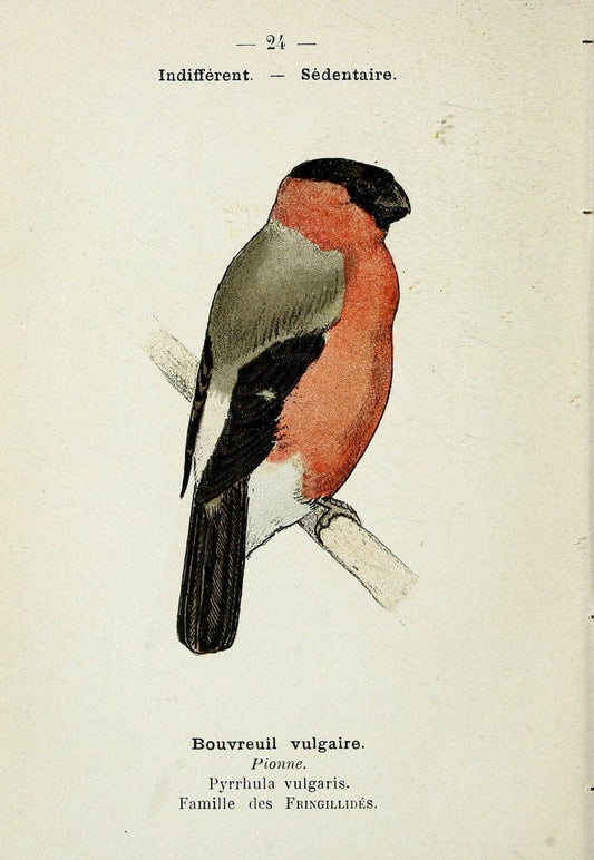 Atlas de poche des oiseaux de France, Suisse, et Belgique, utiles ou nuisibles. ser.1Par | Atlases Belgium Birds France Switzerland SIL | Vintage Print Reproduction 458758