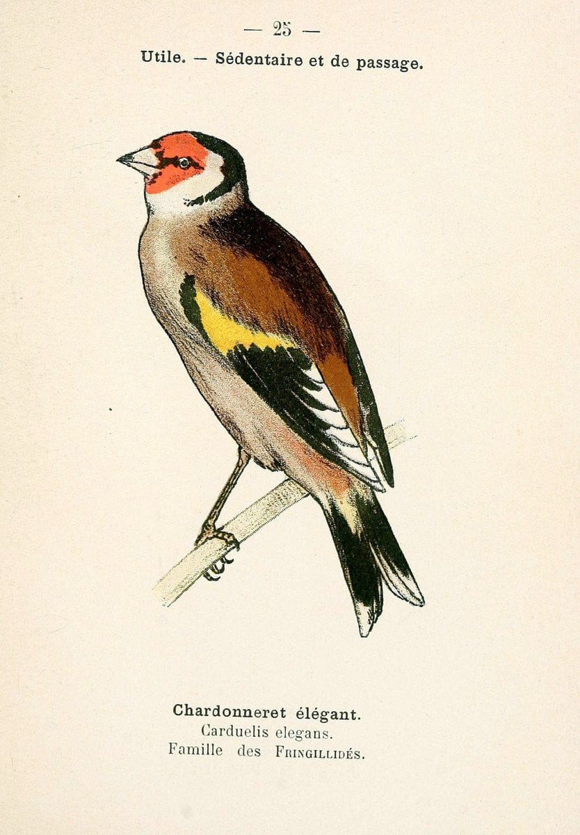 Atlas de poche des oiseaux de France, Suisse, et Belgique, utiles ou nuisibles. ser.1Par | Atlases Belgium Birds France Switzerland SIL | Vintage Print Reproduction 458760