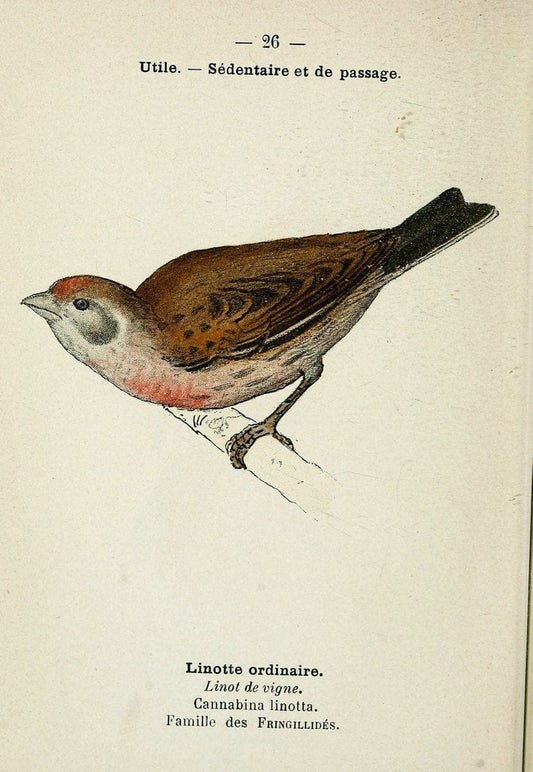 Atlas de poche des oiseaux de France, Suisse, et Belgique, utiles ou nuisibles. ser.1Par | Atlases Belgium Birds France Switzerland SIL | Vintage Print Reproduction 458762