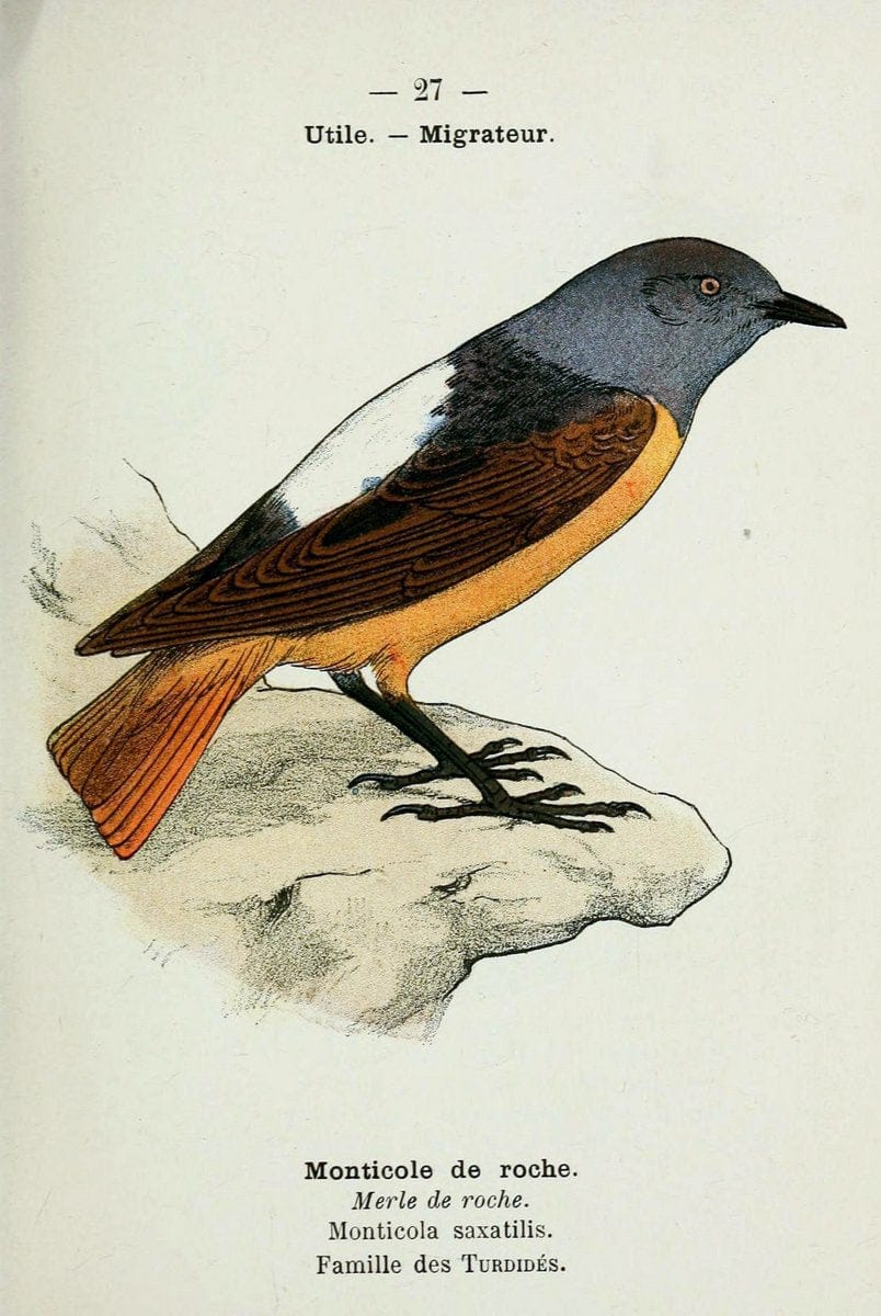 Atlas de poche des oiseaux de France, Suisse, et Belgique, utiles ou nuisibles :.Paris : | Atlases Belgium Birds France Switzerland | Vintage Print Reproduction 458763