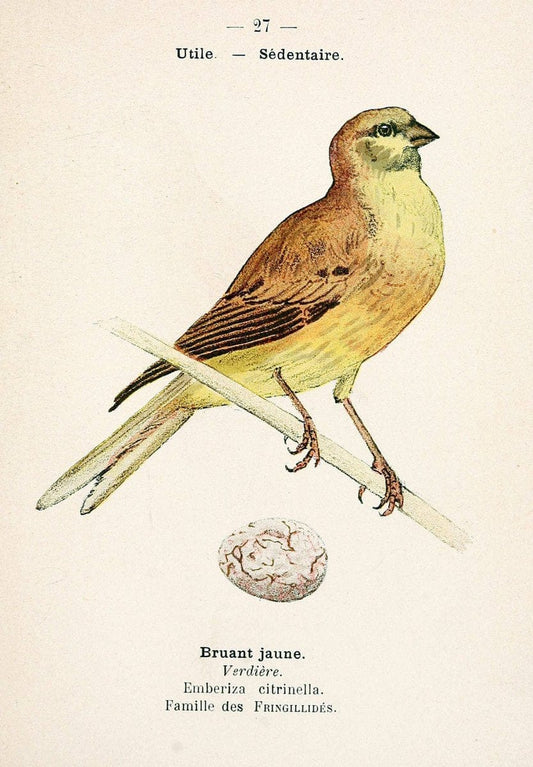 Atlas de poche des oiseaux de France, Suisse, et Belgique, utiles ou nuisibles. ser.1Par | Atlases Belgium Birds France Switzerland SIL | Vintage Print Reproduction 458764