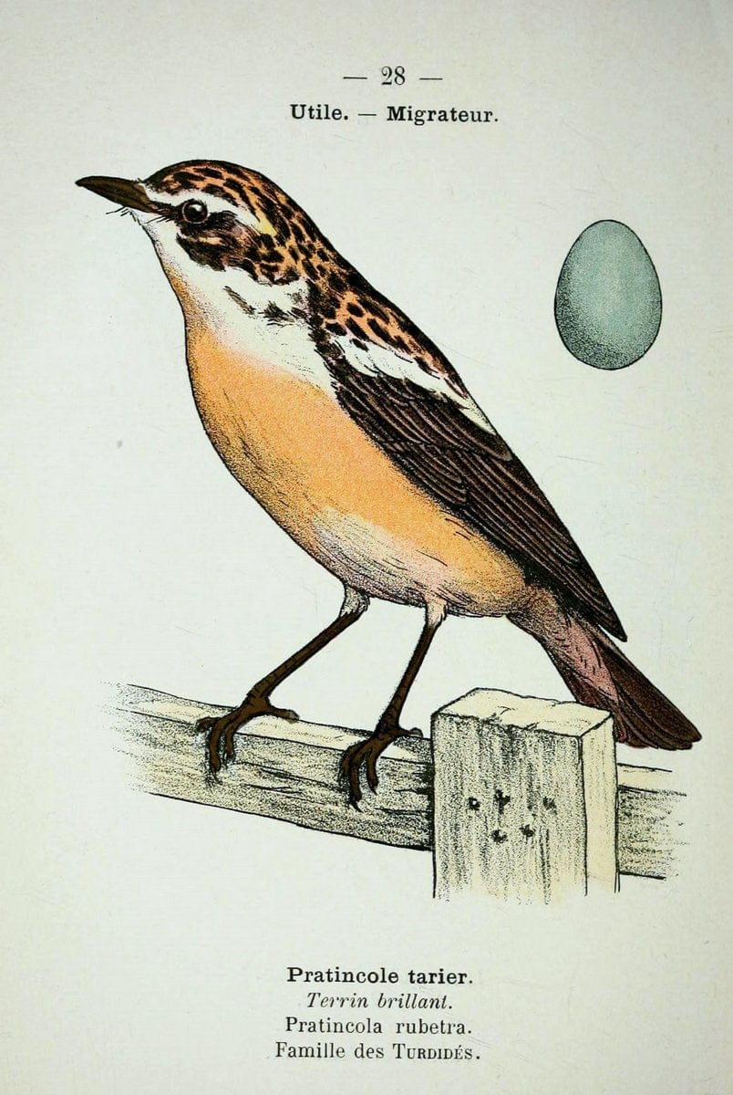 Atlas de poche des oiseaux de France, Suisse, et Belgique, utiles ou nuisibles :.Paris : | Atlases Belgium Birds France Switzerland | Vintage Print Reproduction 458765
