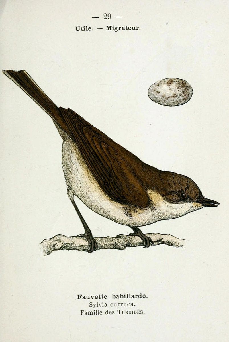Atlas de poche des oiseaux de France, Suisse, et Belgique, utiles ou nuisibles :.Paris : | Atlases Belgium Birds France Switzerland | Vintage Print Reproduction 458767