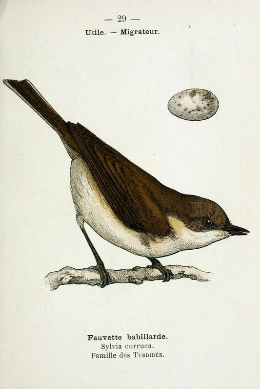Atlas de poche des oiseaux de France, Suisse, et Belgique, utiles ou nuisibles :.Paris : | Atlases Belgium Birds France Switzerland | Vintage Print Reproduction 458767