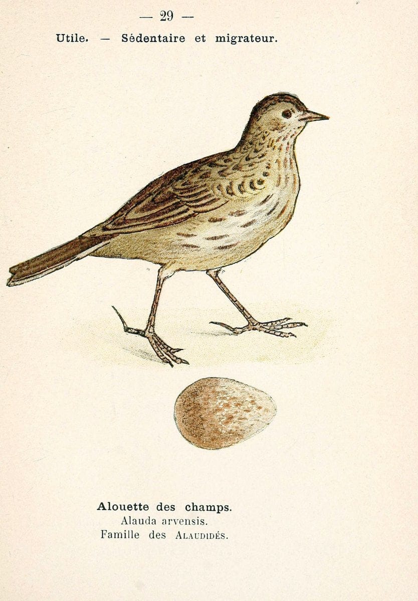 Atlas de poche des oiseaux de France, Suisse, et Belgique, utiles ou nuisibles. ser.1Par | Atlases Belgium Birds France Switzerland SIL | Vintage Print Reproduction 458768