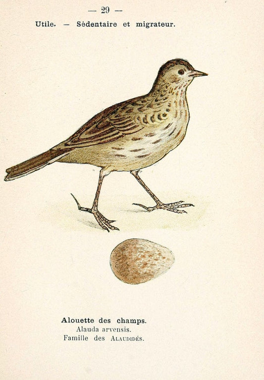 Atlas de poche des oiseaux de France, Suisse, et Belgique, utiles ou nuisibles. ser.1Par | Atlases Belgium Birds France Switzerland SIL | Vintage Print Reproduction 458768