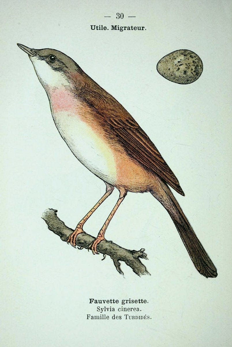 Atlas de poche des oiseaux de France, Suisse, et Belgique, utiles ou nuisibles :.Paris : | Atlases Belgium Birds France Switzerland | Vintage Print Reproduction 458769