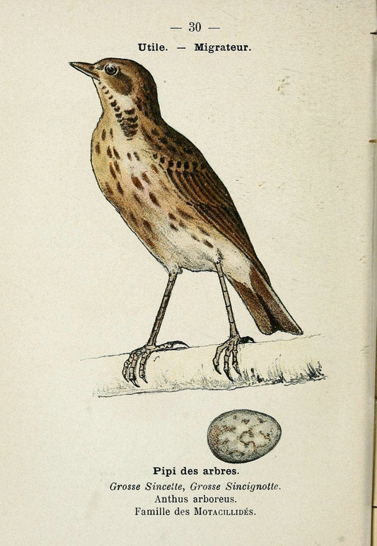Atlas de poche des oiseaux de France, Suisse, et Belgique, utiles ou nuisibles. ser.1Par | Atlases Belgium Birds France Switzerland SIL | Vintage Print Reproduction 458770