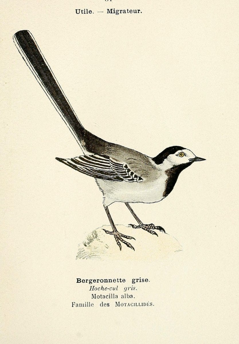 Atlas de poche des oiseaux de France, Suisse, et Belgique, utiles ou nuisibles. ser.1Par | Atlases Belgium Birds France Switzerland SIL | Vintage Print Reproduction 458772