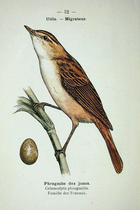 Atlas de poche des oiseaux de France, Suisse, et Belgique, utiles ou nuisibles :.Paris : | Atlases Belgium Birds France Switzerland | Vintage Print Reproduction 458773