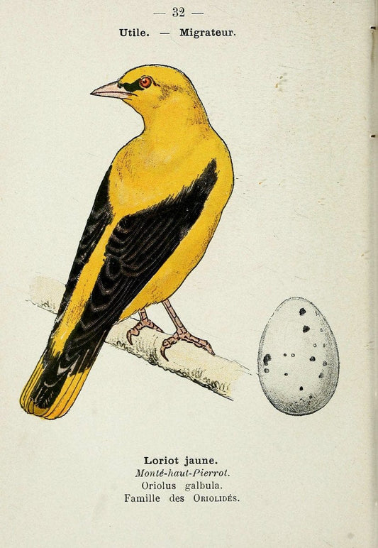 Atlas de poche des oiseaux de France, Suisse, et Belgique, utiles ou nuisibles. ser.1Par | Atlases Belgium Birds France Switzerland SIL | Vintage Print Reproduction 458774
