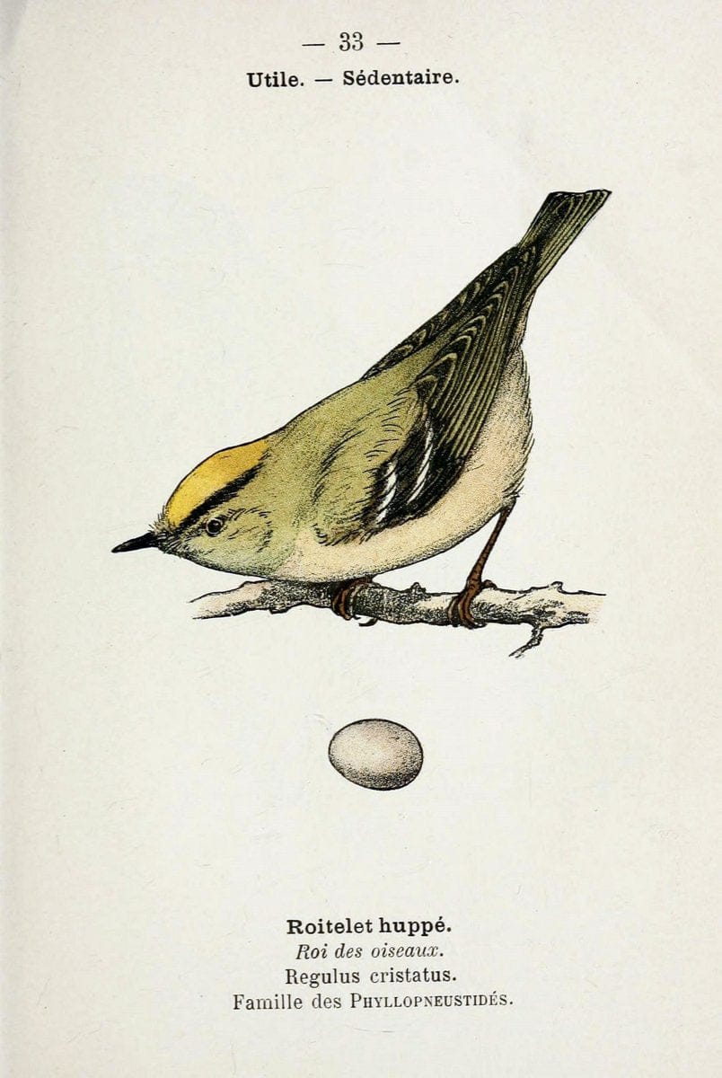 Atlas de poche des oiseaux de France, Suisse, et Belgique, utiles ou nuisibles :.Paris : | Atlases Belgium Birds France Switzerland | Vintage Print Reproduction 458775