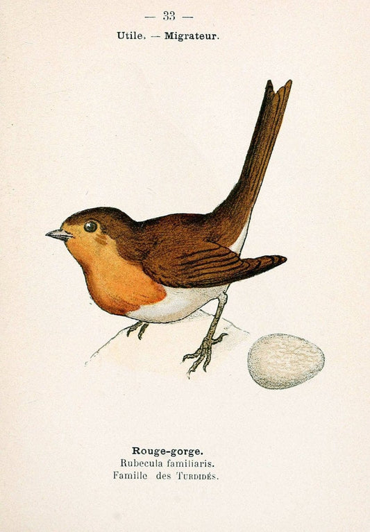Atlas de poche des oiseaux de France, Suisse, et Belgique, utiles ou nuisibles. ser.1Par | Atlases Belgium Birds France Switzerland SIL | Vintage Print Reproduction 458776